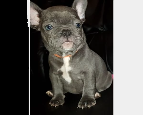 cuccioli bulldog francese occhi blu | Foto 0