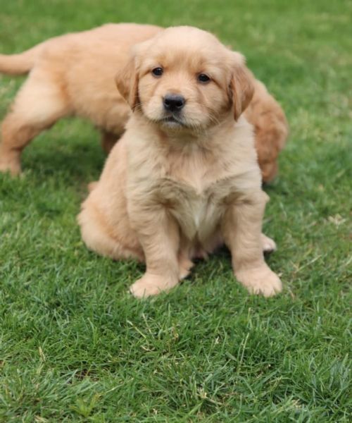 Vendita Golden Retriever da Privato a Viterbo magnifici cuccioli golden ...