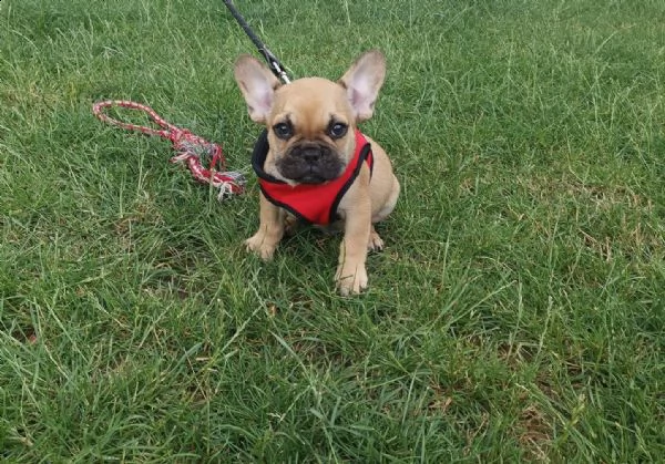 bouledogue francesi colore blue merl occhi azzurr | Foto 1
