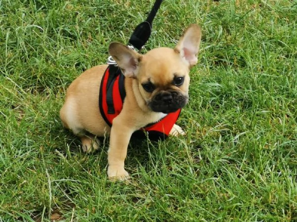bouledogue francesi colore blue merl occhi azzurr | Foto 0