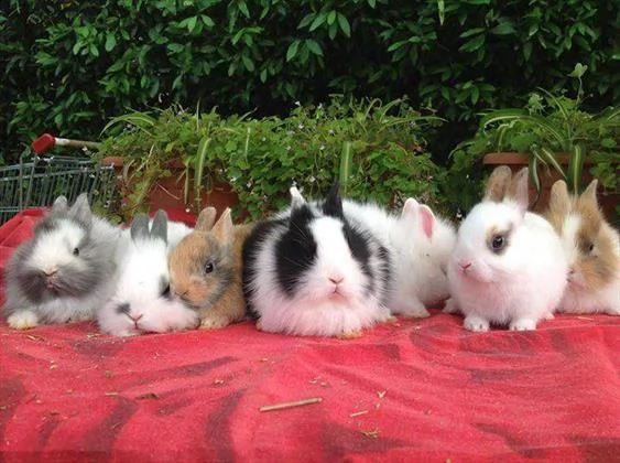 vendiamo cuccioli di conigli nani arieti e testa di leone di tutti i colori | Foto 1