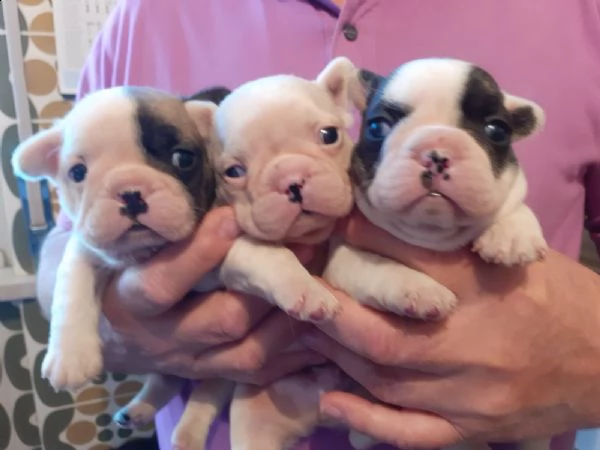 cuccioli di bouledogue francese  nati in famiglia vari colori maschi e femmine 