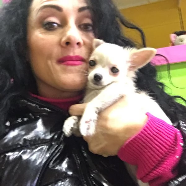 cuccioli di chihuahua con pedegree   | Foto 1