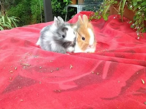 vendiamo cuccioli di conigli nani arieti e testa di leone di tutti i colori | Foto 0