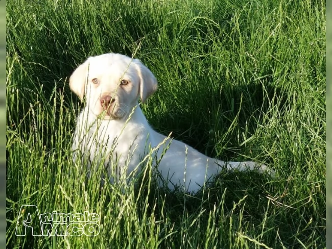cuccioli di labrador retriever con pedigree2 | Foto 0
