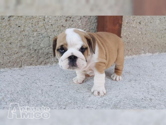 Vendita Bulldog Da Privato A Milano Bella Bulldog Inglese Cuccioli