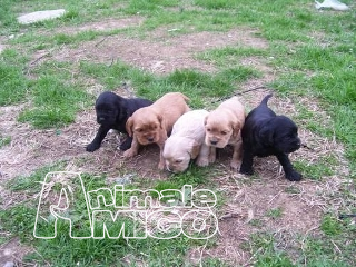 Vendita Cocker Spaniel Inglese Da Privato A Ascoli Piceno Cocker