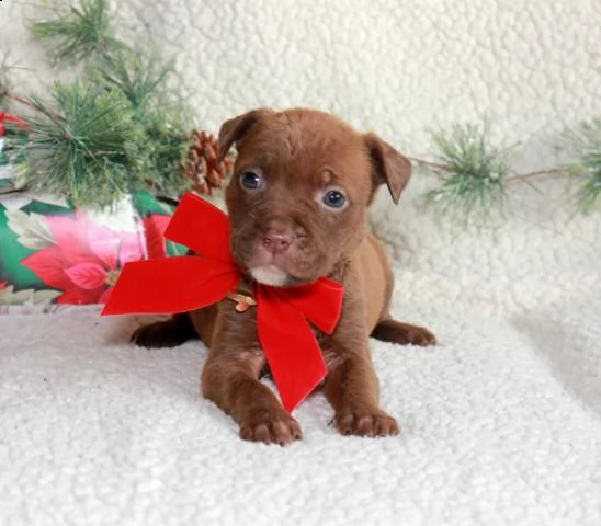 cucciola american pitbull terrier ukc red nose | Foto 0