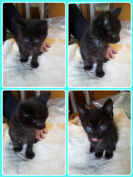 Regalo Cucciolo Europeo Da Privato A Pisa Regalo Gattini Europei 05