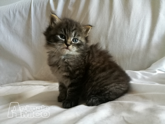 Vendita Cucciolo Siberiano Da Privato A Grosseto Gatto Siberiano 27