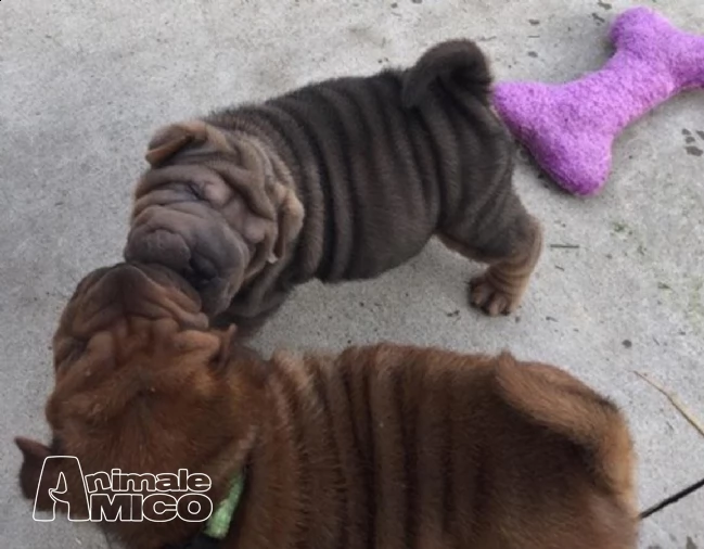 disponibile cuccioli di shar pei maschio e femmina