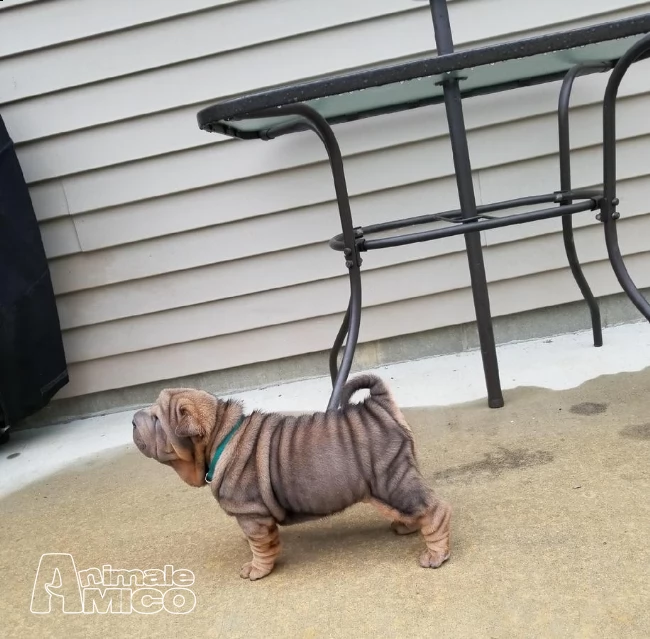 disponibile cuccioli di shar pei maschio e femmina | Foto 1