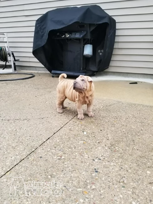 disponibile cuccioli di shar pei maschio e femmina | Foto 0