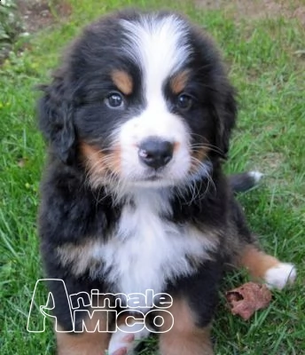 cuccioli bovaro del bernese in regalo