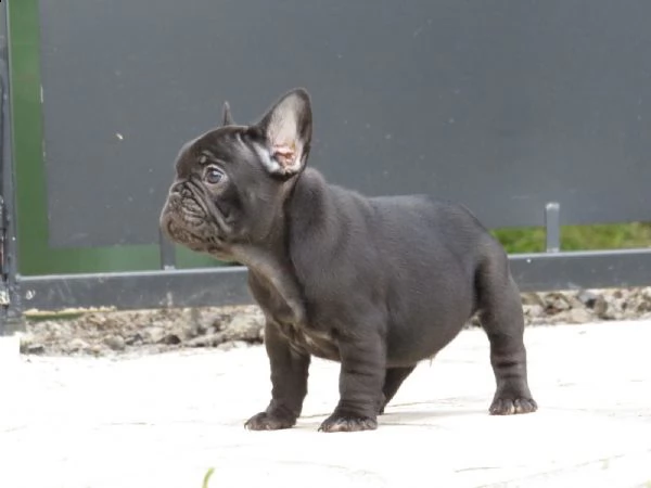 bouledogue francesi colore blue merl occhi azzurri | Foto 1