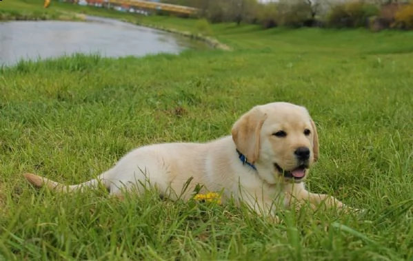 maschio e femmina labrador 