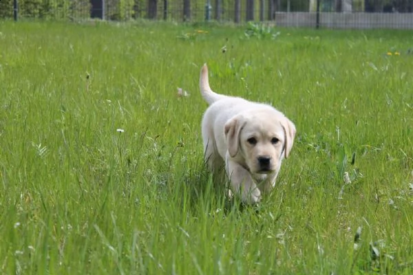 maschio e femmina labrador  | Foto 3