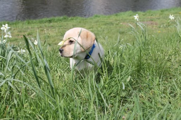 maschio e femmina labrador  | Foto 2