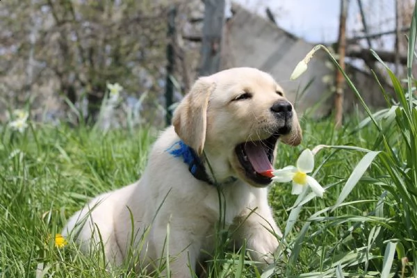 maschio e femmina labrador  | Foto 1