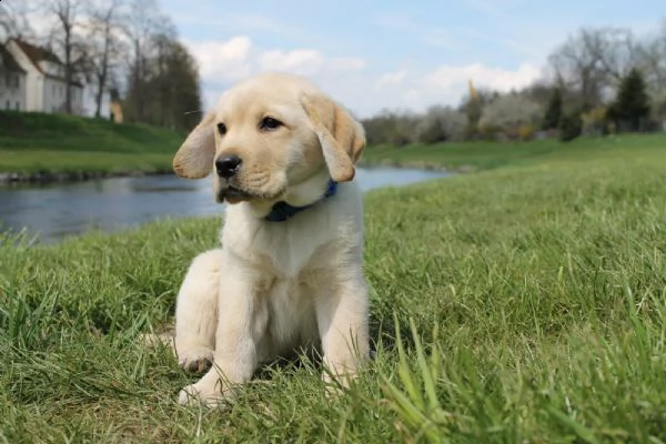 maschio e femmina labrador  | Foto 0