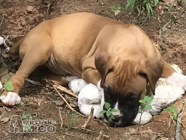  boxer italiani di alta genealogia | Foto 2