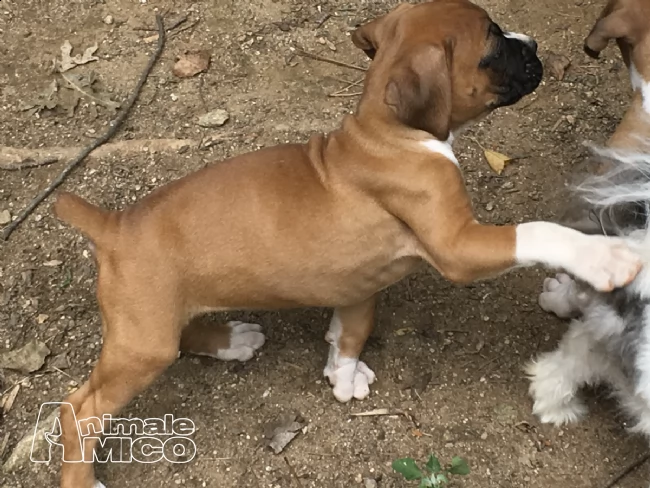  boxer italiani di alta genealogia