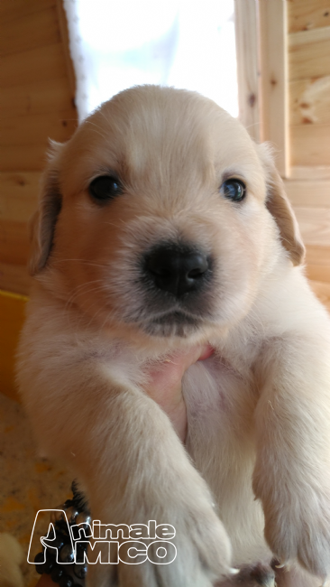 Cuccioli In Regalo Vicenza E Provincia