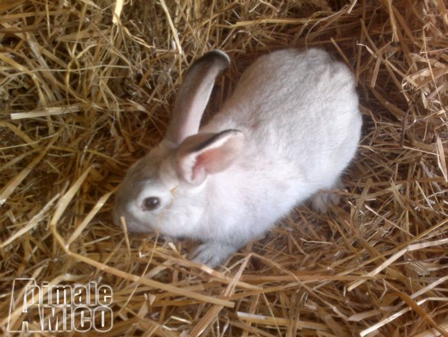 Vendita Animali Da Cortile Friuli Venezia Giulia