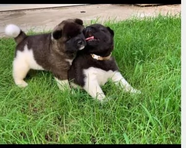 cuccioli di akita americano  | Foto 1