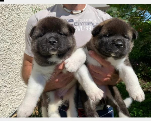 cuccioli di akita americano 