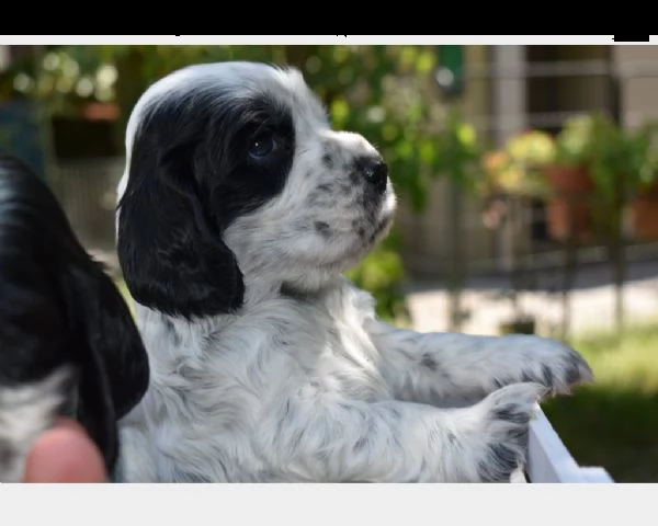 cuccioli cocker spaniel inglese  | Foto 1