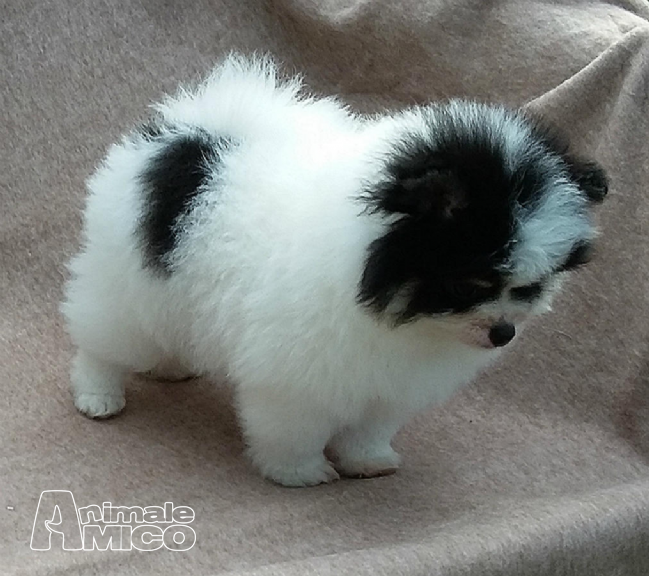 Cerco Cuccioli In Regalo Taglia Piccola Veneto Sky Offerte Pacchetti