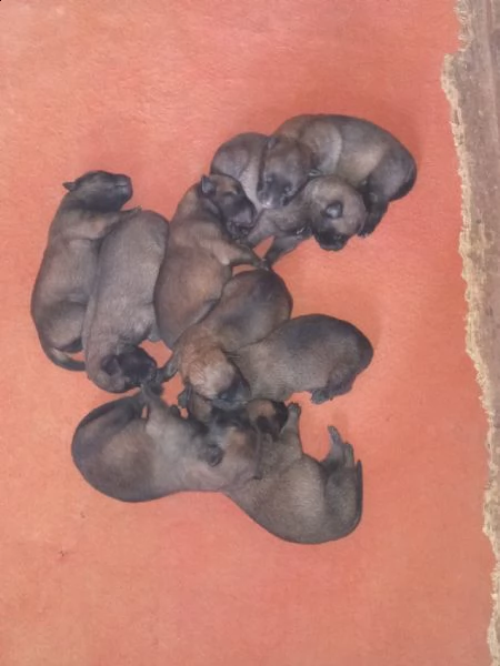 cuccioli malinois