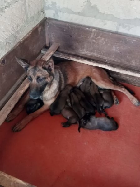 cuccioli malinois | Foto 1