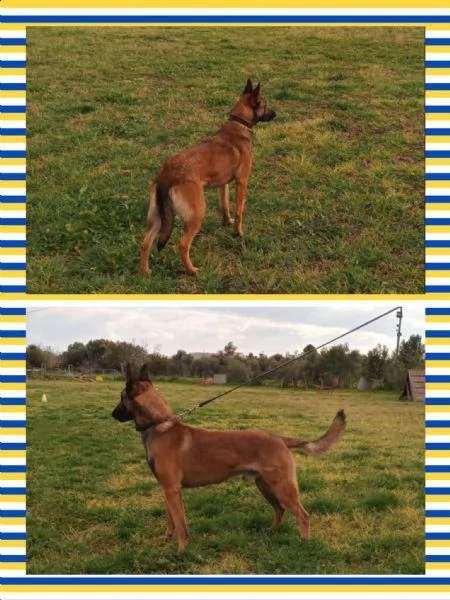 cuccioli malinois | Foto 0