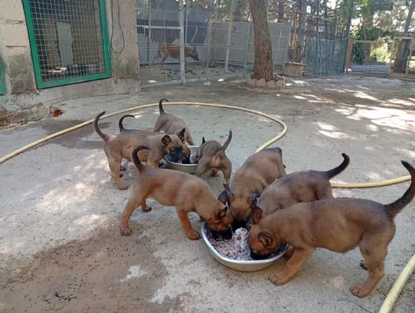 malinois  | Foto 2