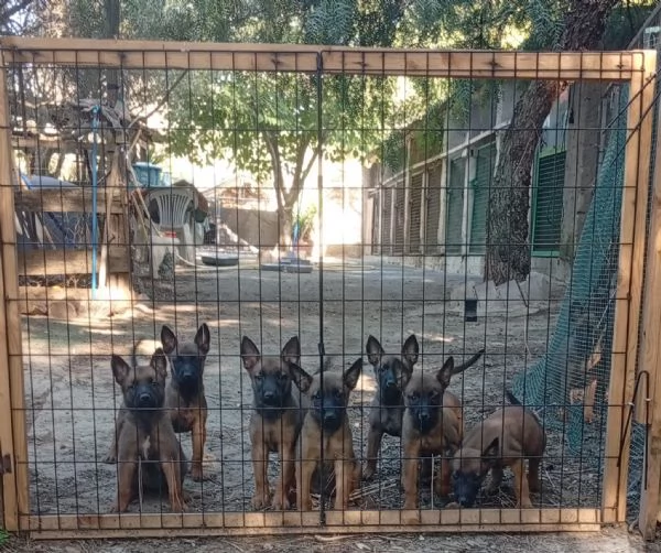 malinois 