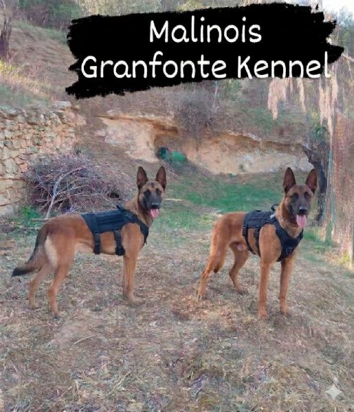 malinois cuccioli | Foto 3