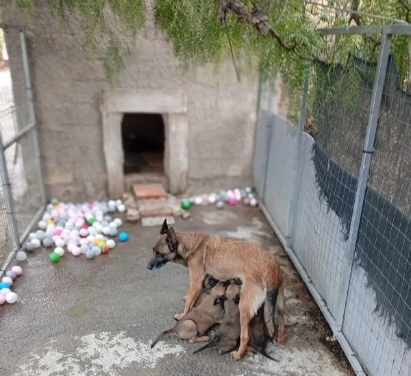 malinois cuccioli | Foto 2