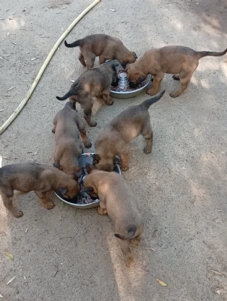 malinois cuccioli | Foto 1