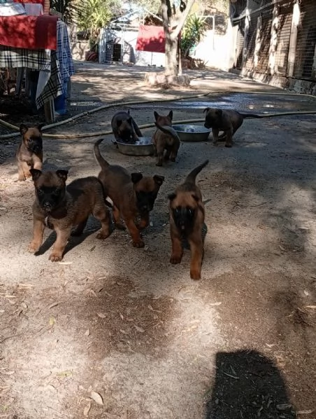 malinois cuccioli | Foto 0