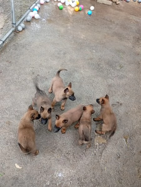 malinois cuccioli