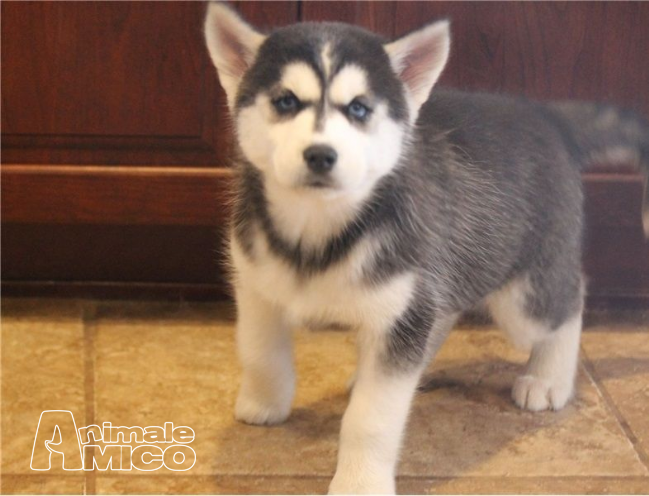 Vendita Husky Da Privato A Pordenone Registrati Cuccioli Di Razza