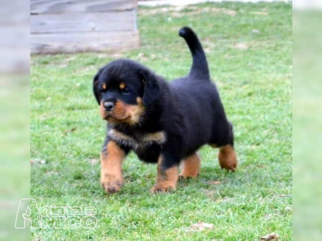 Vendita Rottweiler Da Privato A Milano Cuccioli Di Rottweiler Per