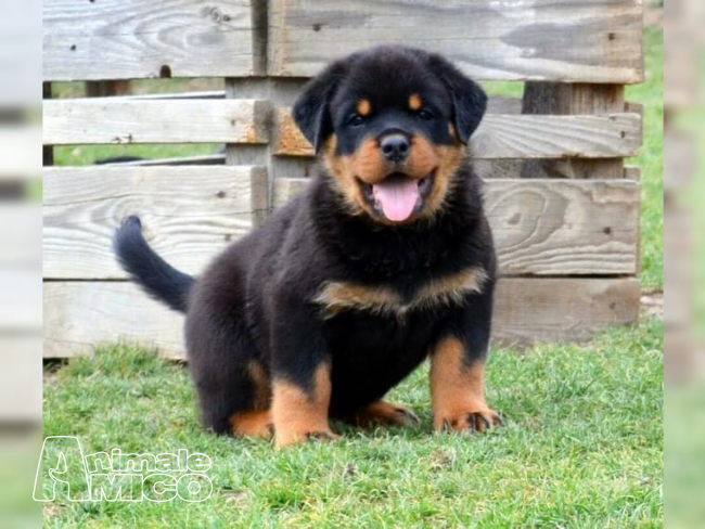 Vendita Rottweiler Da Privato A Milano Cuccioli Di Rottweiler Per
