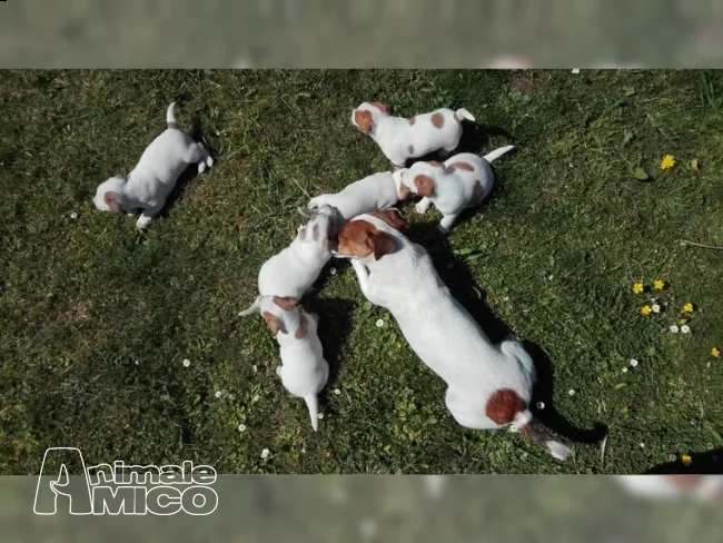splendidi cuccioli jack russell