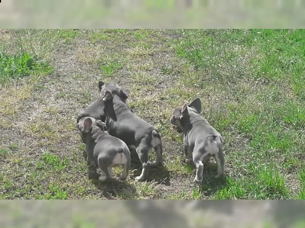 cucciolo bulldog francese sabbia sable | Foto 2