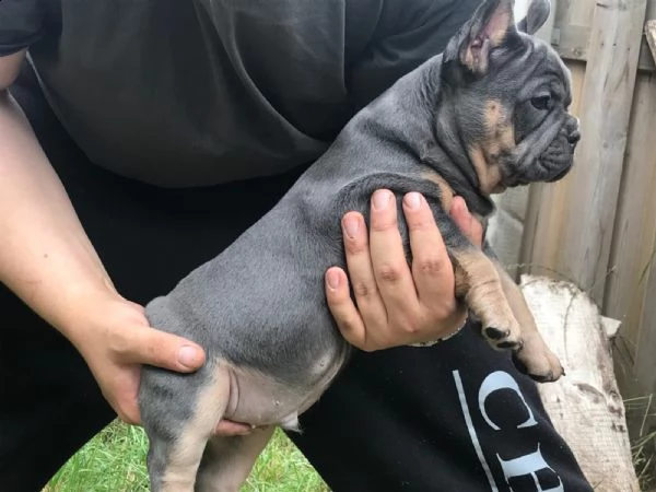 cucciolo bulldog francese sabbia sable | Foto 1