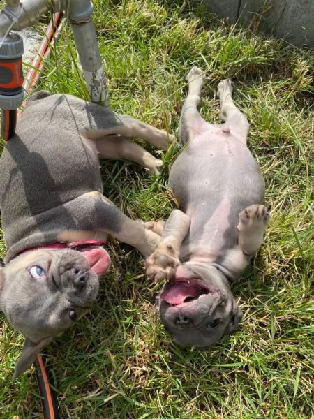 cucciolo bulldog francese sabbia sable | Foto 0