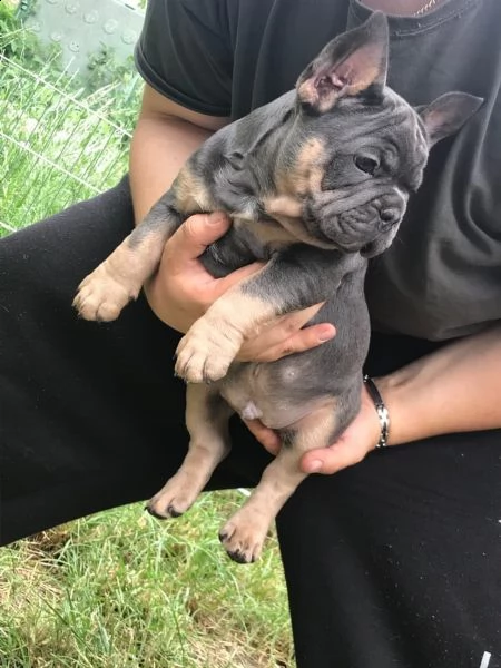 cucciolo bulldog francese sabbia sable